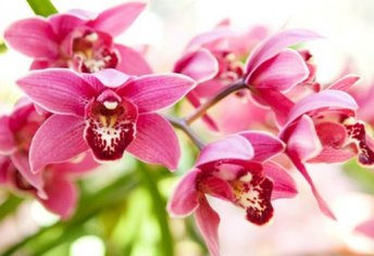 Exposição de Orquídeas e Curso de Manejo